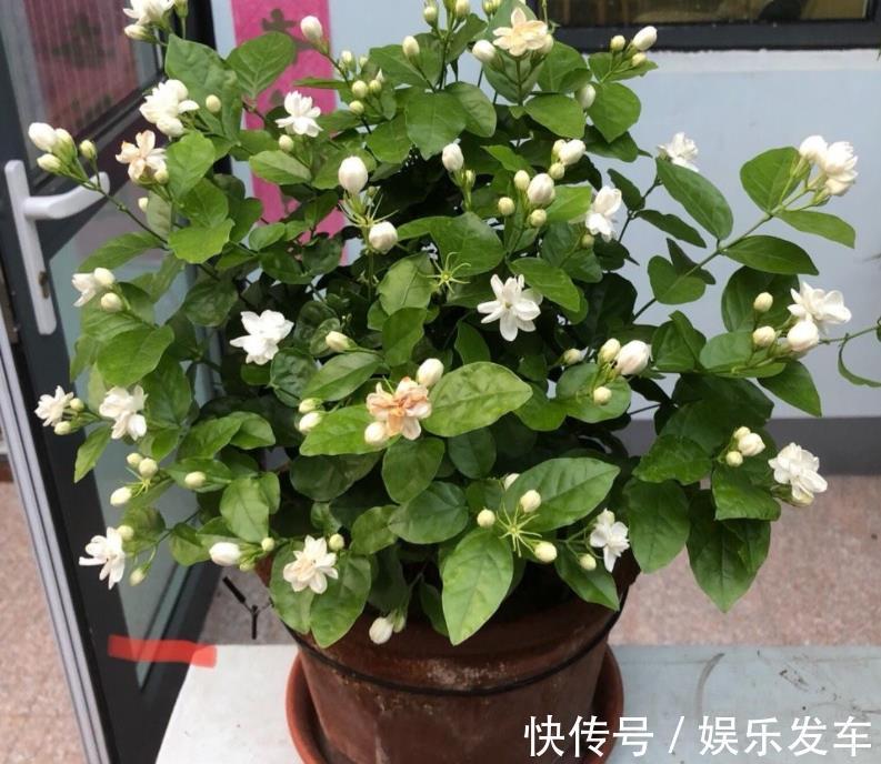 养花|秋日养花,存在哪些忌讳?此4处,做得越多错得越狠