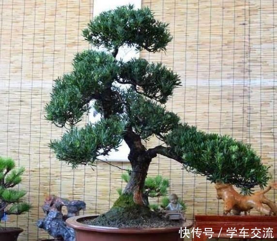 罗汉松|这3种树,越养越“贵气”,养上5年就成老桩树,上万都不卖!