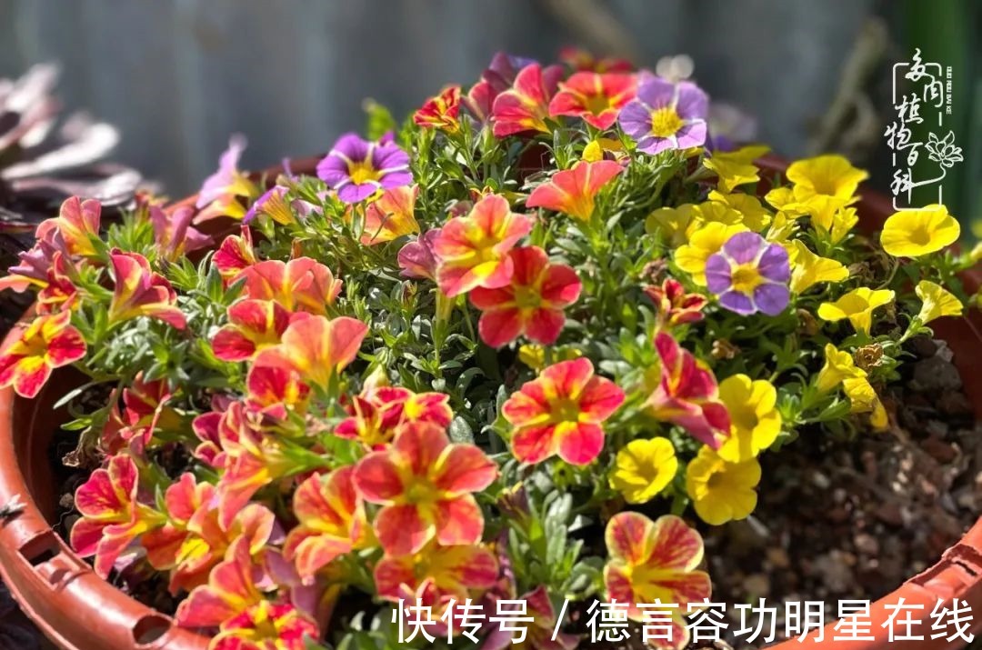 最美四月天,去杨姐的屋顶花园,赴一场花约!