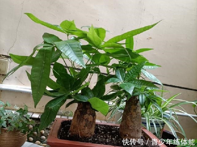 7种花“怕水”,浇水越多死得越快,管不住手的话,再有钱也别养!