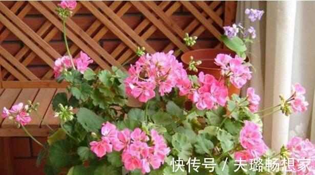 懂花的人,喜欢此5种盆栽,“花比叶子多”,轻松养到爆盆