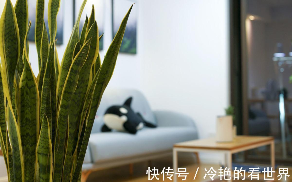 爆盆|掌握2个方法,金边虎皮兰等着爆盆吧