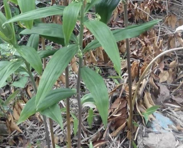 山上的1种“老虎姜”,下次看到别乱挖,如今珍贵,比生姜还值钱