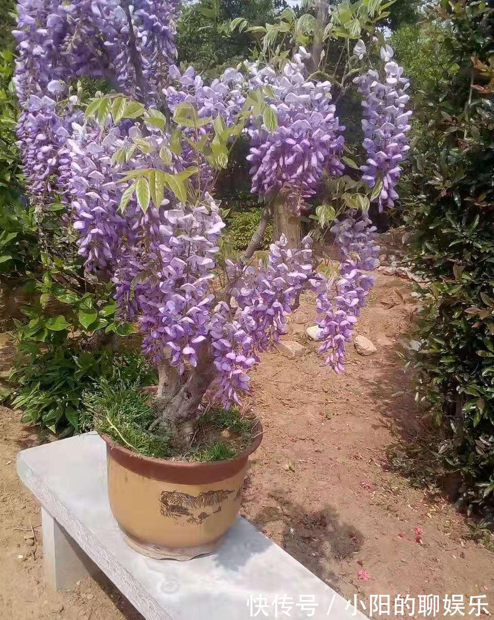 “寿命长”的11种花，好养寓意好，越养越值钱