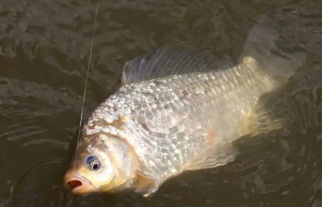冬天使用这种钓鱼方法,既轻松又简单,只要竿稍一动鱼就上岸