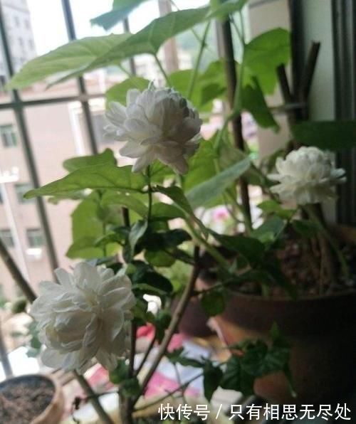 花瓣|客厅养花,这6种“香香花”,花香浓郁,养在客厅衣服都带香味