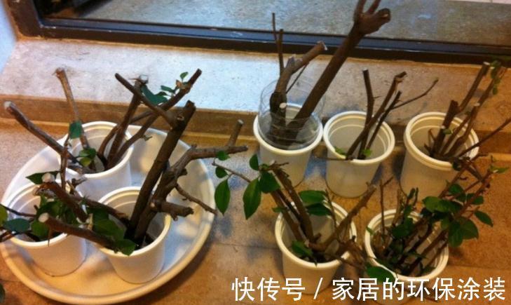 进入10月,建议扦插5种花,温度适宜利于生根,成活率直线上升