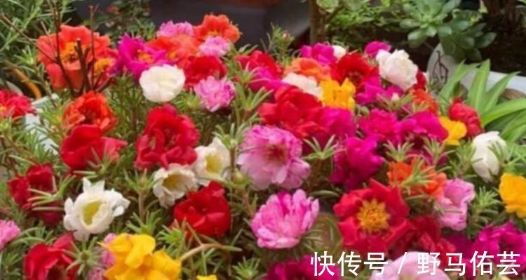 鸳鸯七|越来越多的人，喜欢养这4种花，开花漂亮花期长，谁养谁喜欢