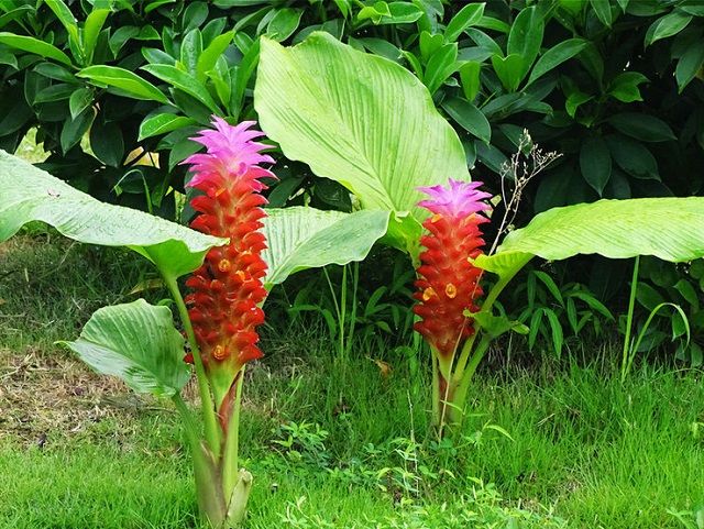 中药|走近中药：认识一下“疏肝解郁”的郁金，还有哪些特点？