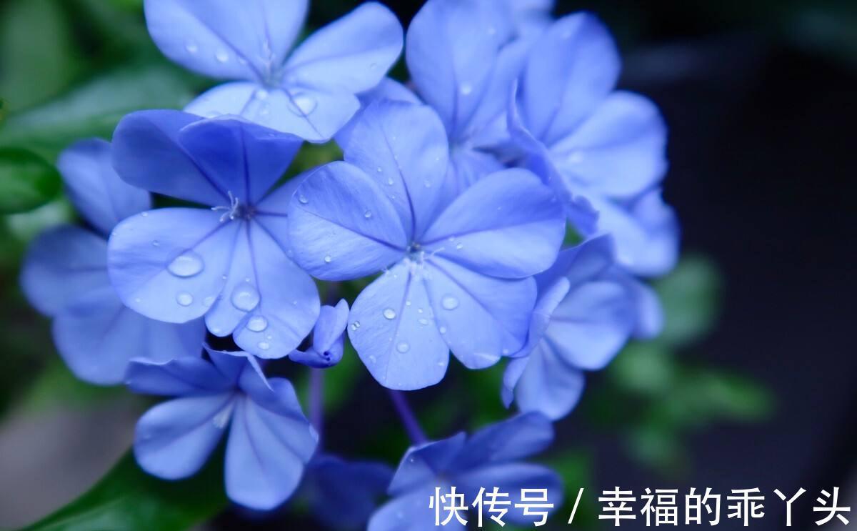 冬天蓝雪花除了要藏起来养,还有2点很重要,不枯枝,能储存能量