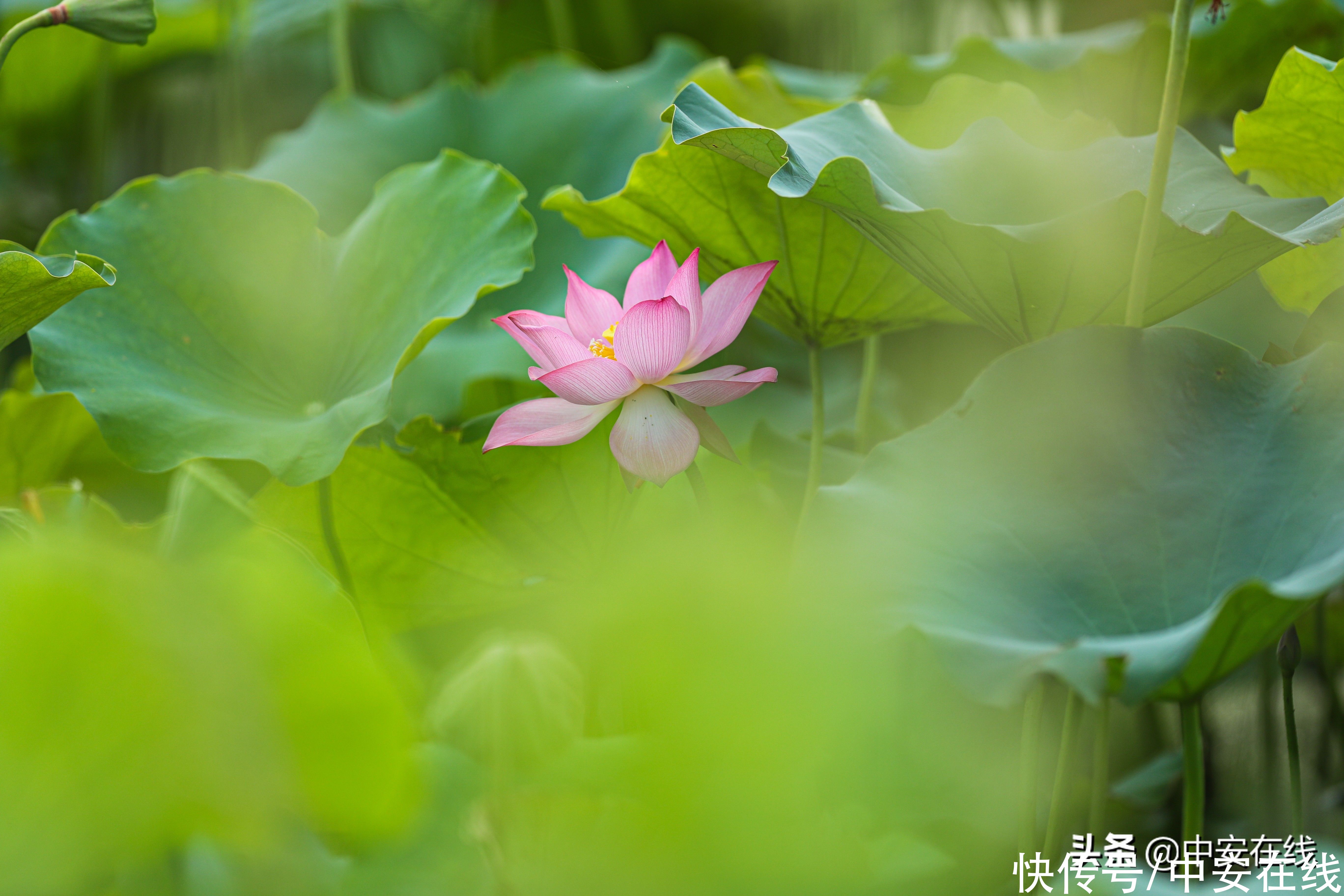 肥东|第十三届中国·肥东荷花文化旅游节启动