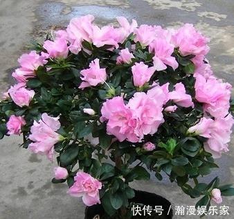 健壮|扦插花卉,必须要用“生根液”错,做好1点,很快就生根!