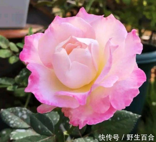 月季|养花就养几种花,家里养一盆,颜值高,开花多,随便一养成花海!