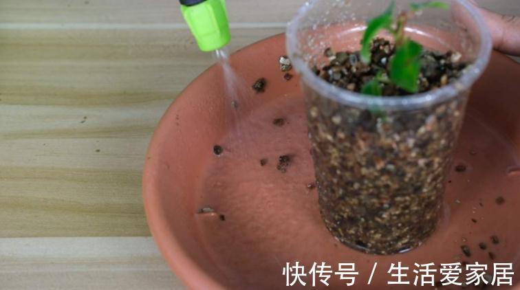 养花该怎么减少花销？扦插育苗，年年都能省下不少钱