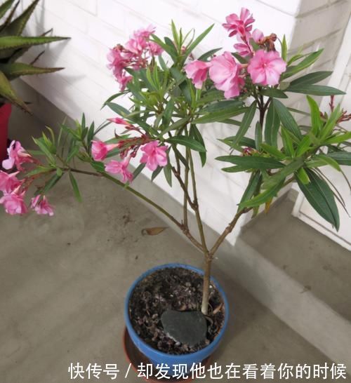 汁液|这3种花卉终将被淘汰,好看是次要的,关键是有毒