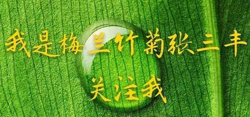 盆景行业怎么样？