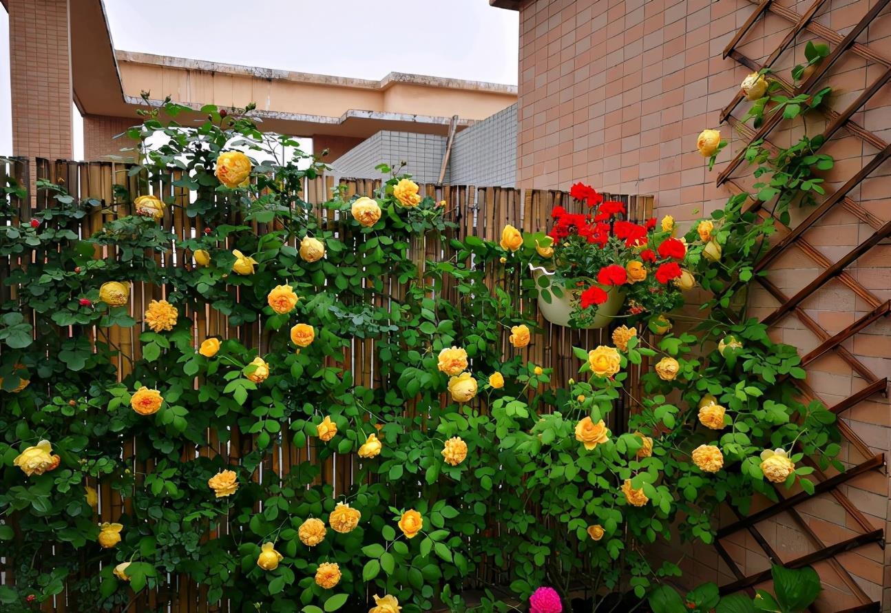 春日养花,常见这些“害虫”该怎么治疗?用它就不用喷药