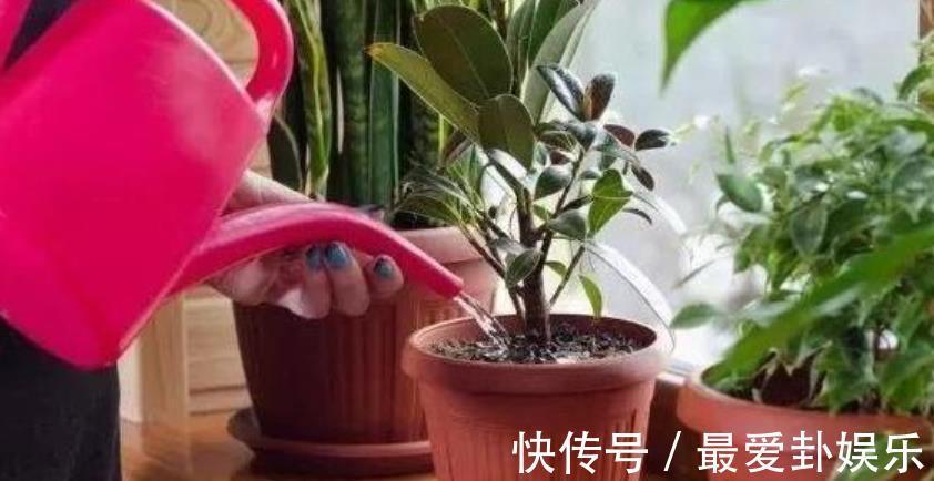 知识|秋天养花，牢记3个重要知识点，养啥花都能轻松爆盆，新手须知