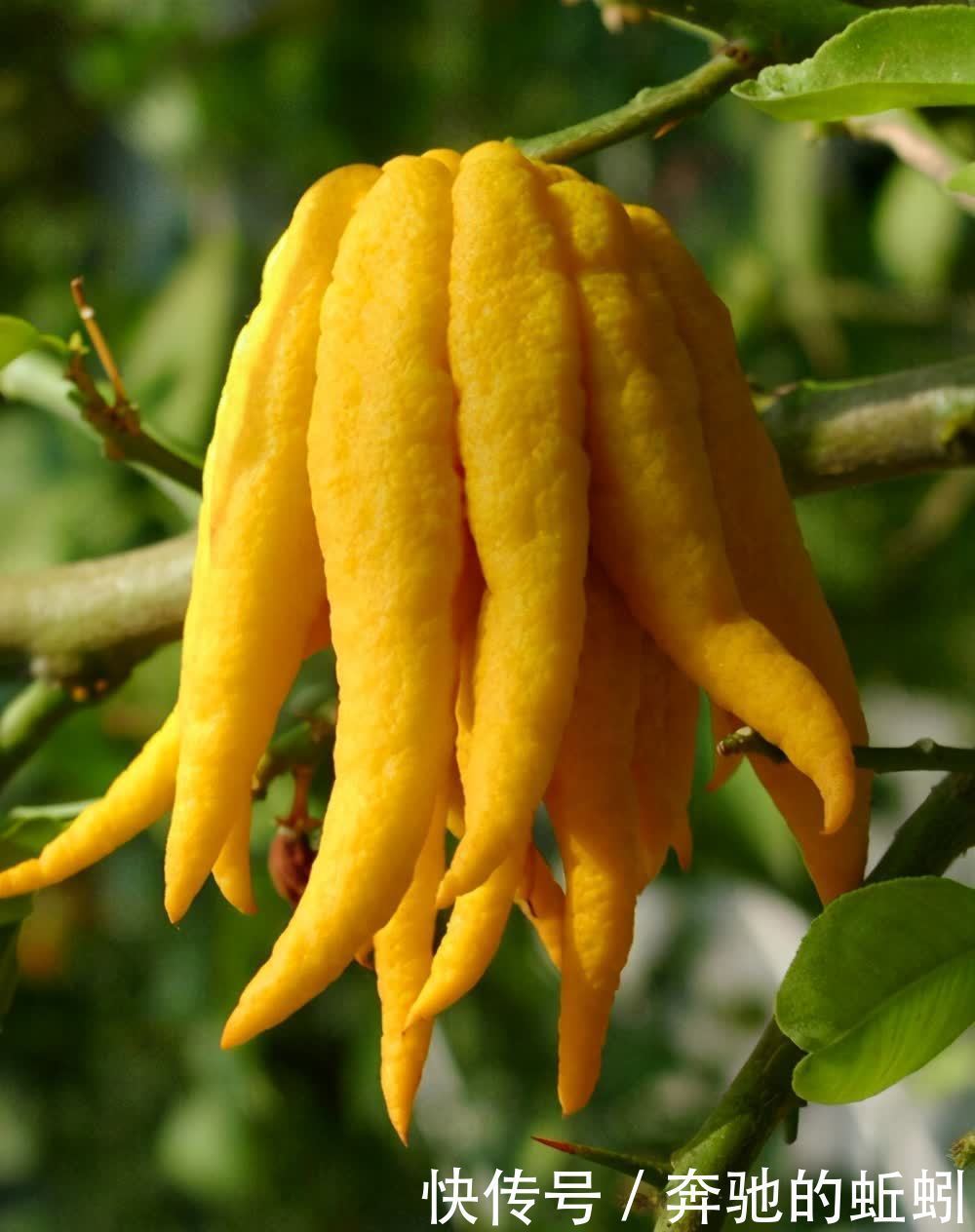 适合家养的观果盆栽,这4种你了解一下,入手不亏