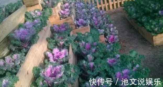 花朵|犯愁养花还是种菜别选了，种植8种蔬菜盆栽看着五颜六色