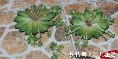 肉肉|为何别人的肉肉轻松就爆盆,原来他们种了这种会生“宝宝”的多肉