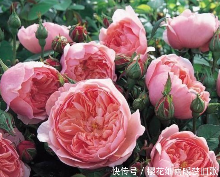 月季花|养月季花,学会“3个”方法,新芽猛冒,开花不断,美爆阳台!