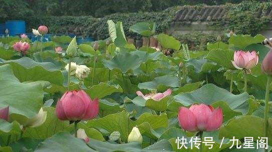 张宗昌@历史不堪回首,这位诗人的诗,堪称诗界泥石流!