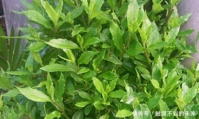 驻颜|农村水沟里的它,是补血驻颜圣品,还降压减肥,治风湿,别错过了