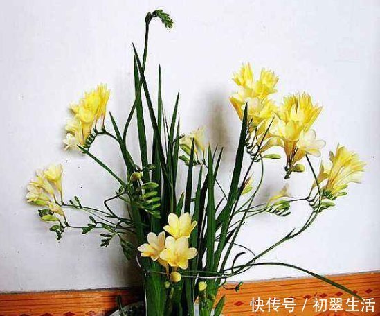 枯萎|6种花只需种一盆,就能年年开花,想养死都难,而且越长越多