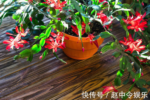 牛舌掌|嫁接蟹爪兰,选对砧木,10天愈合,15天成活,翌年开花爆盆