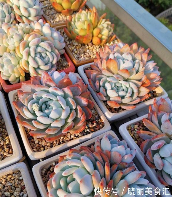 朋友种多肉,专用大盆,她说大盆养肉长得快,完全是错误的想法