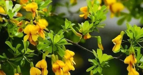 润肠|女性常吃此食物,再贵也不要省,可以清热解毒,润肠通便,显年轻