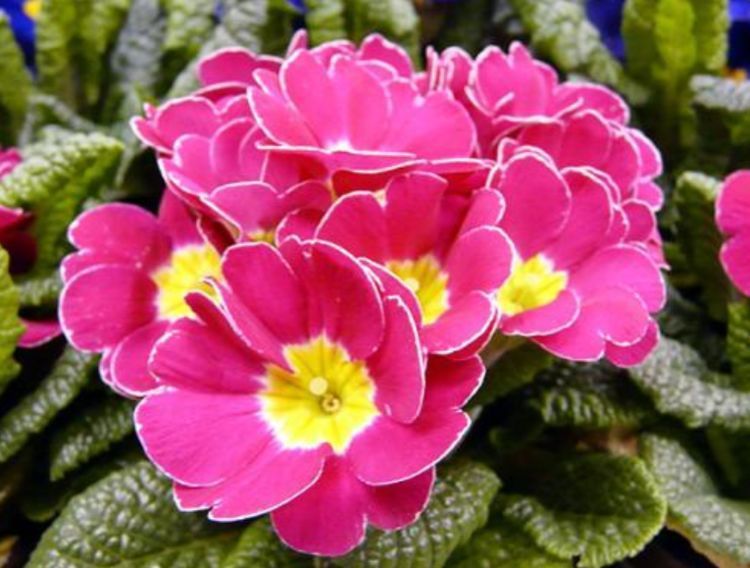 几种花,超爱开花,一夏花开不断,漂亮又喜庆,你养了吗?