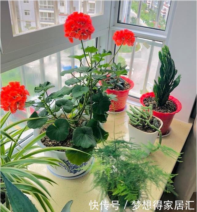 生活中冬天常见的花,都含有毒,养护需小心,摆放有讲究