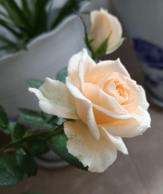 月季扦插总是黑杆教你一个新方法，40天就能养开花！