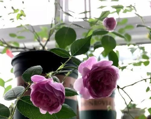 超美|超美超仙的花,看一眼入坑,再看第二眼就想买10盆回家!