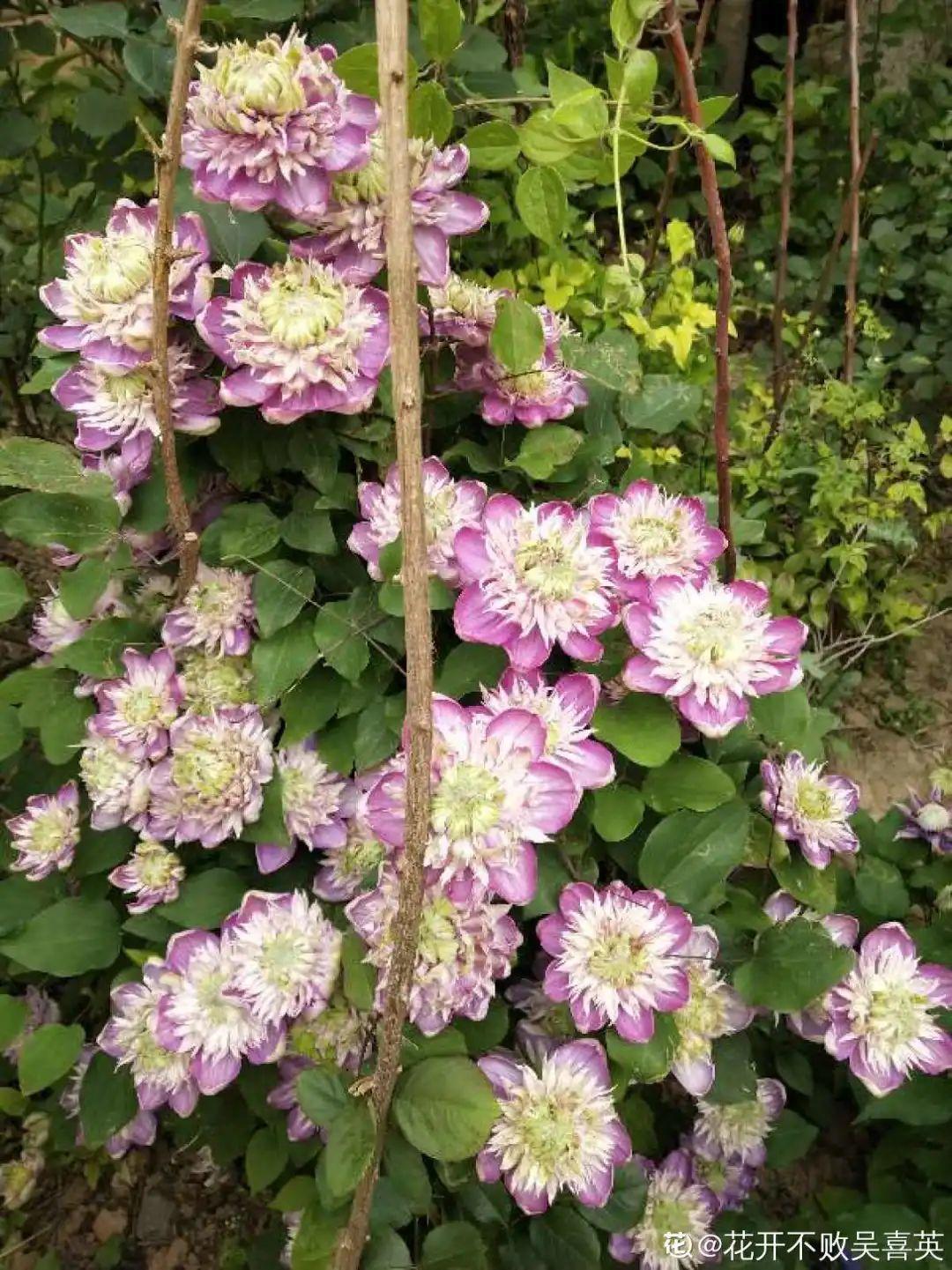 枯萎|9种花是富贵命,必须大盆养,小盆养会憋死