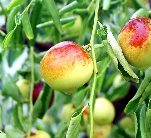 愛美女人需要吃的食物，春天莫錯過，淡斑嫩膚，活血養顏，體質好