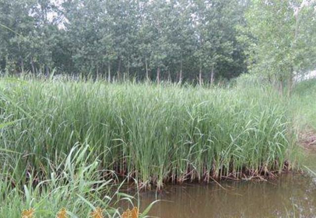 在河边,有1种奇特的“植物”,被称为“香肠草”,殊不知珍贵!