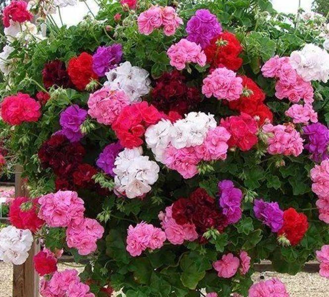 4种花好养易打理,花色柔美爱开花,烂漫迷人美爆了