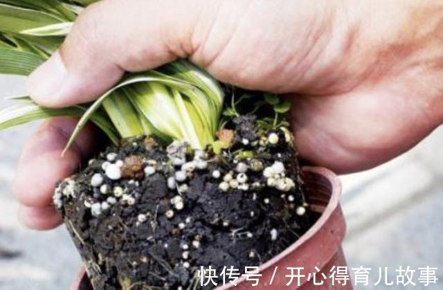 植物烂根怎么办,学会这些就不用担心了