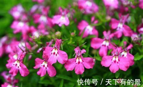 养花试试这几款，开花引蝶，风中起舞，很美