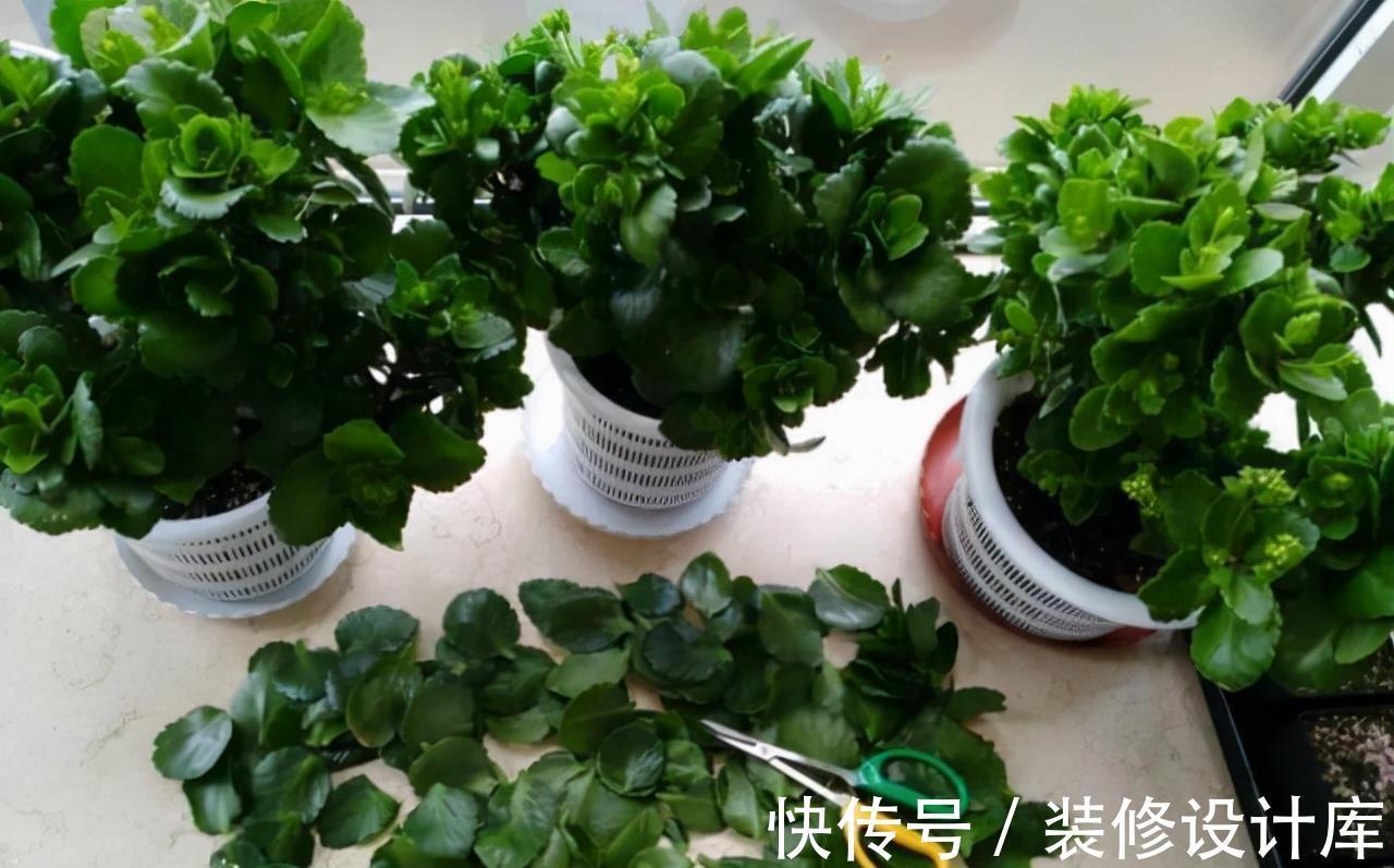 株型|进入9月份，养这2种花，要舍得“剪”，越剪越爱“开花”