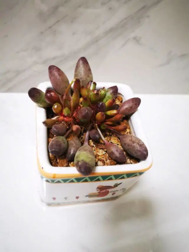 养成一个爱好的重要性和一个养肉人的日常!