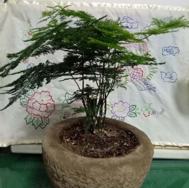 超耐阴的文竹,3个小手段,养成绿油油的小森林!