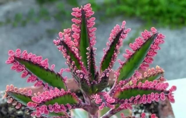  懒人|最适合“懒人”养的4种花，随意丢盆里就能活，给点水就疯长