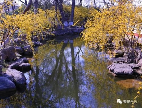 又是一年春来到，姜堤乐园百花俏！