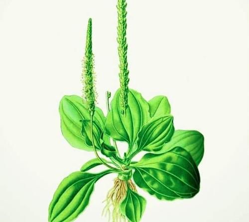 尿酸|车前草,您熟悉吗?它对痛风患者降尿酸是否有用呢?医生告诉您