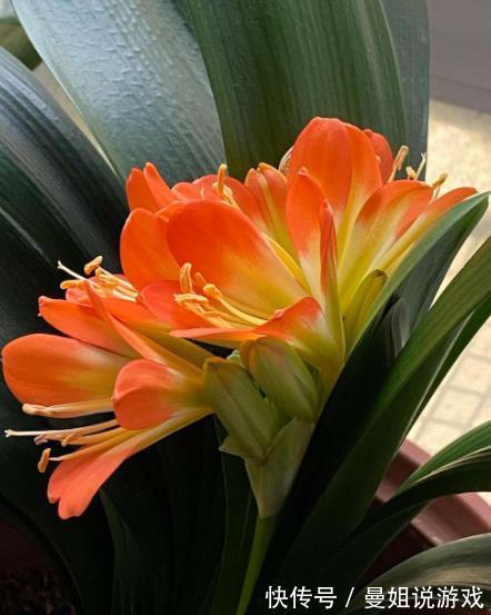 贵州大妈养君子兰,经常做这5件事,年年花开爆盆,吉祥好兆头