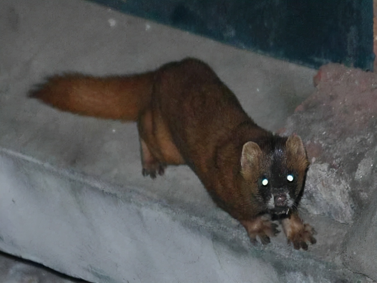 动物$黄鼠狼会给鸡“拜年”，月圆之夜还会拜月，真这么神奇？想多了